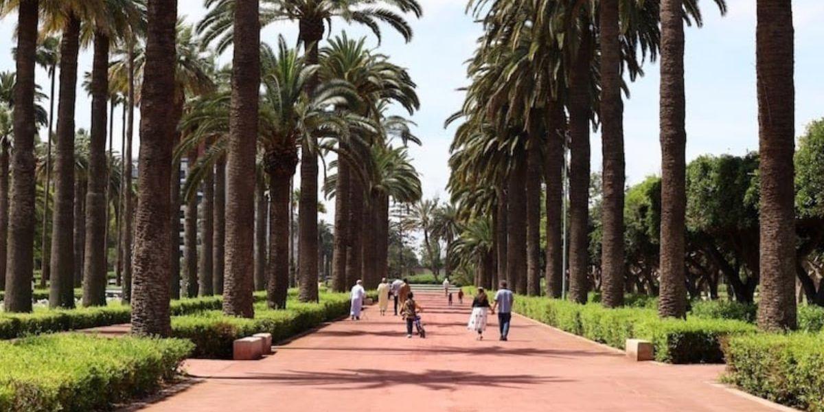 مدينة تبحث عن الظل.. هل أصبحت الشجرة بنية تحتية في المغرب؟